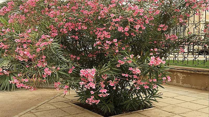 " الخضيري " يحذر من تناول نبات الدفلة للزينة