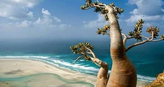 " سقطرى " .. عبث بالتاريخ لتشويه الإمارات " بفعل فاعل "