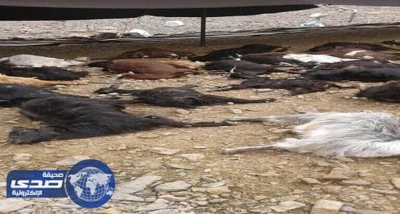 صاعقة رعدية تهلك 50 رأس أغنام بتبوك