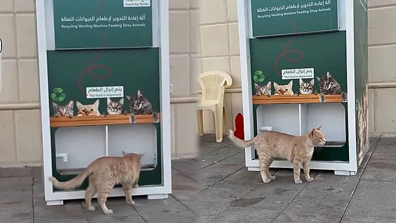 آلة ذكية بالحدائق لتوفير الطعام للقطط وإعادة تدوير العلب البلاستيكية.. فيديو
