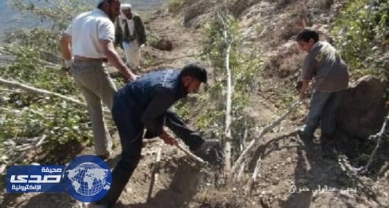 مستوطنون يهود يقتلعون 300 شجرة زيتون معمرة في قرية مخماس