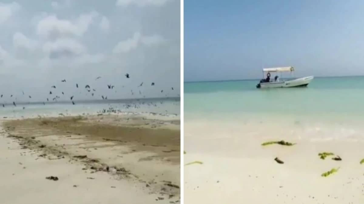 شاهد.. جمال جزيرة «ماركا» في عسير يخطف الأنظار