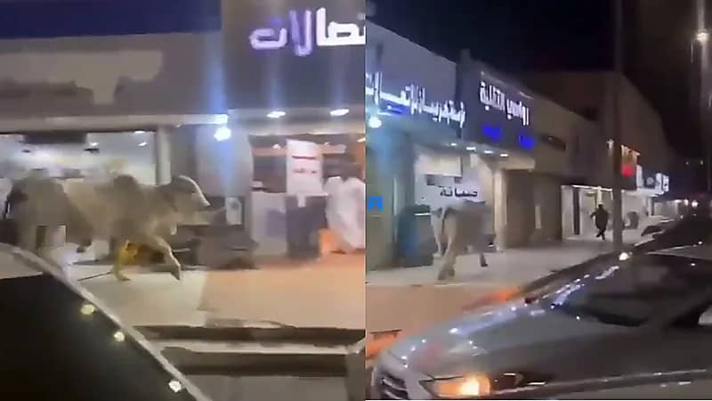 فيديو.. ثور هائج يهاجم المارة في تبوك