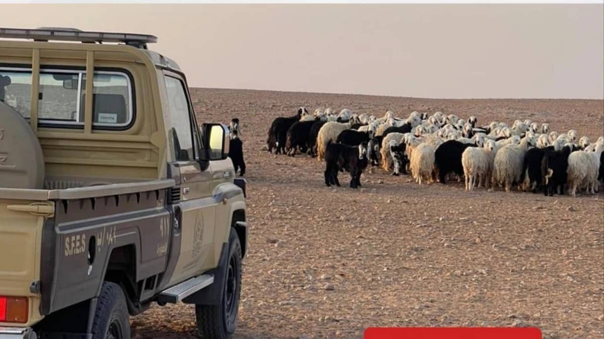 ضبط مخالفيَن لنظام البيئة