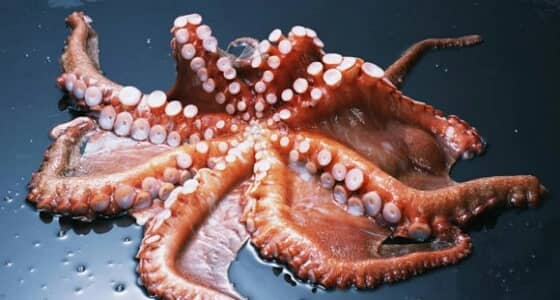 وفاة " مسن " اختناقا إثر تناوله أخطبوطا حيا