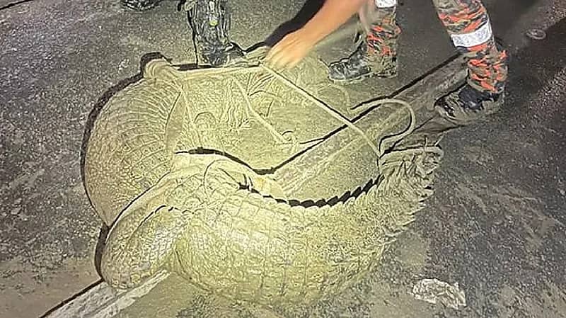 العثور على تمساح ضخم في قبو منزل