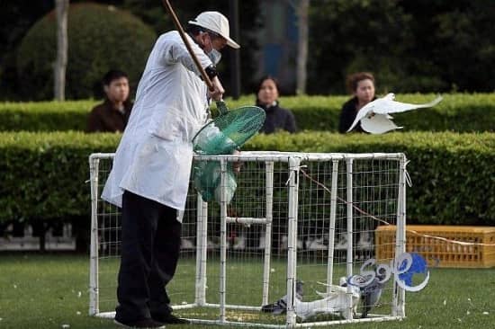 شنغهاى تسجل إصابتين جديدتين بانفلونزا الطيور