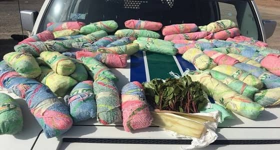 ضبط 60 حزمة قات على طريق " المدينة - مكة المكرمة "