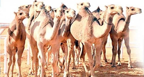 أسعار " الإبل والأغنام " مع حلول شهر رمضان