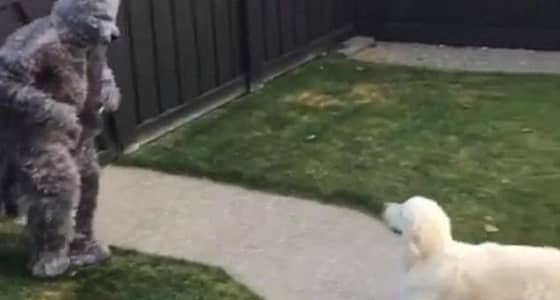 بالصور.. رجل يثير ذعر كلبه بملابس ذئب كاملة