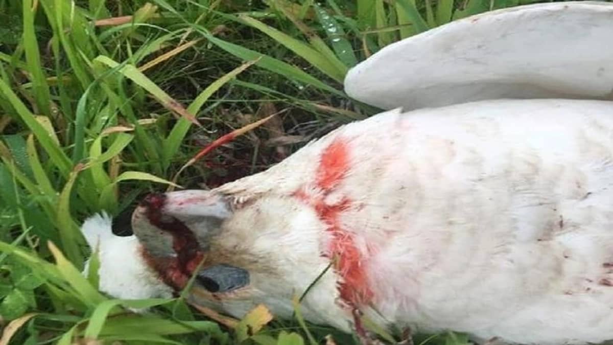 طيور تنزف من فمها وتسقط ميتة من السماء