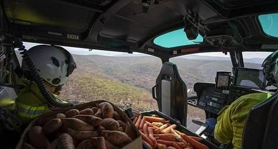 محاولات لإنقاذ الموقف في أستراليا بطائرات «الجزر والبطاطا»