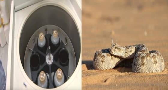 بالفيديو.. الحرس الوطني ينحت إنجازاته بوضوح في مركز أمصال الثعابين