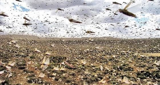 جيوش من الجراد تقترب من المملكة ومصر