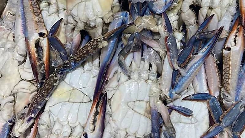 التجارة : ضبط منشأة زورت صلاحية 264 طنًا من المأكولات البحرية .. فيديو