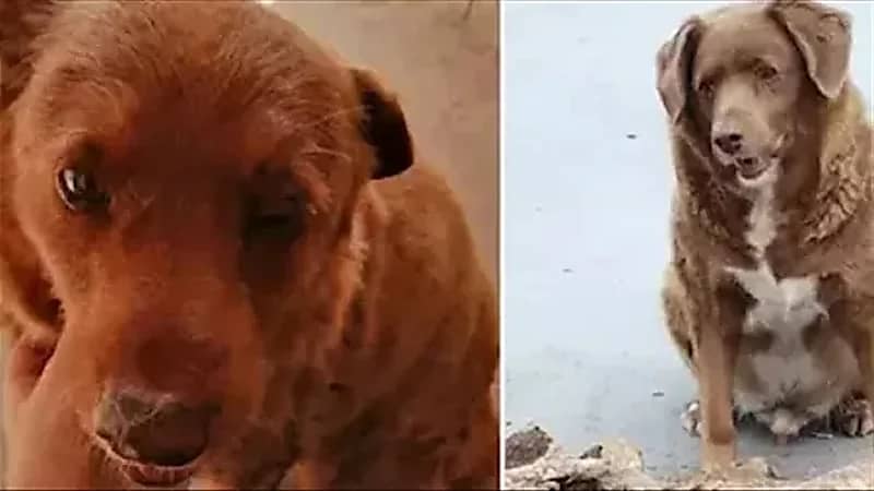 دخل موسوعة جينيس.. سر حياة أكبر كلب في العالم