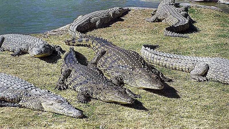 مجموعة شباب يلقون بجراء صغيرة في نهر لإطعامها للتماسيح