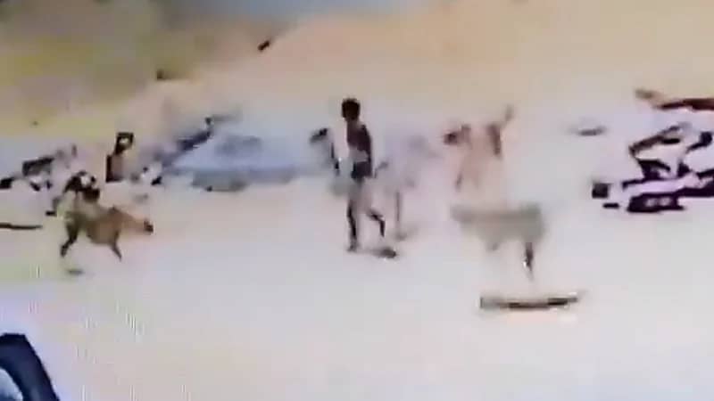 أمين تبوك يوجه بالتخلص من كلاب ضالة هاجمت طفل بحي البوادي (فيديو)