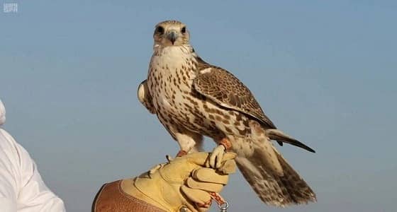 بدء التسجيل في مهرجان الملك عبدالعزيز للصقور بالرياض