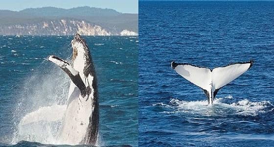 شاهد.. الحوت العملاق يسبح تحت قارب للصيد