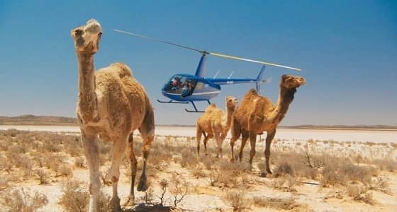 ابن حثلين يكشف عن مقترح لـ«بدوّنة الاستراليين» بعد إعدامهم الإبل