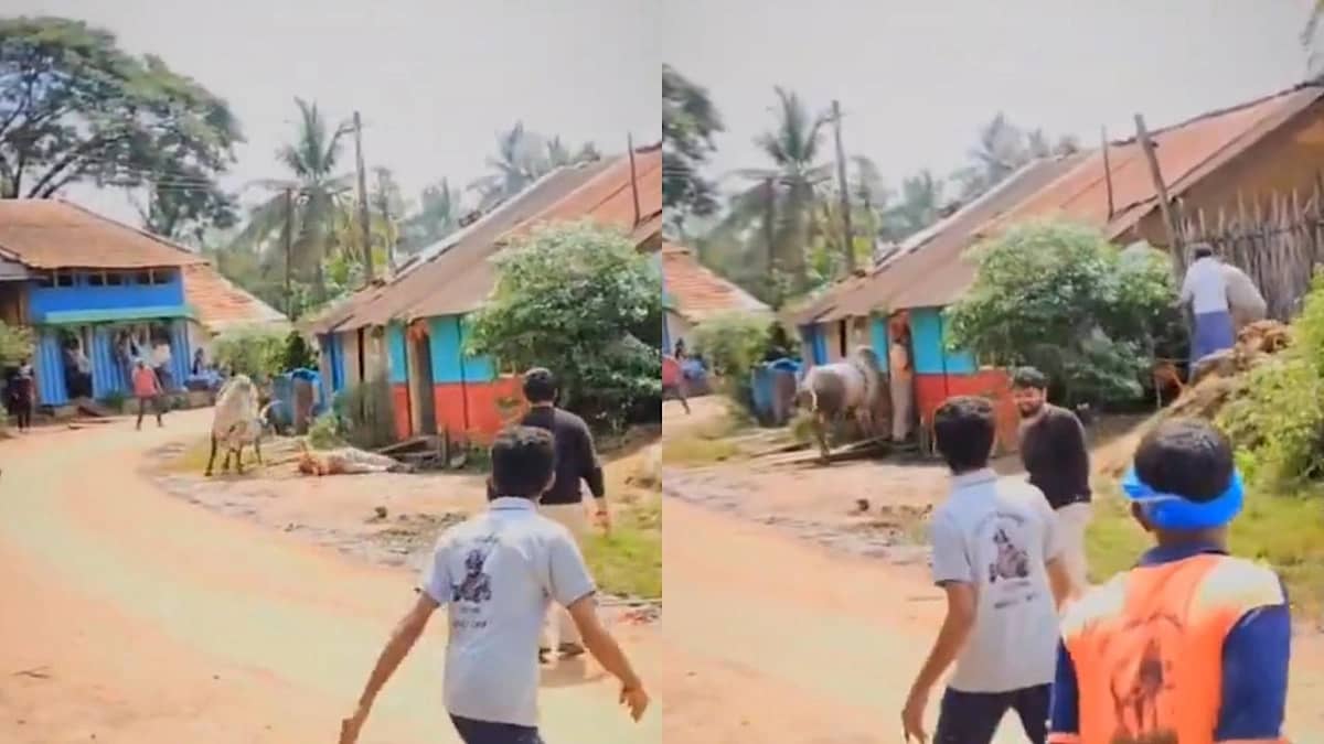 ثور يهاجم نائبًا سابقًا خلال مهرجان سباق الثيران في الهند ويطرحه أرضًا.. فيديو