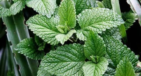 شتاء المدينة المنورة بنكهة النعناع والورد