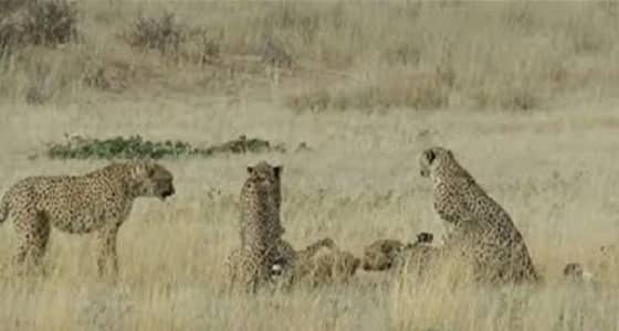 بالفيديو.. الغيرة تدفع 4 فهود لمهاجمة أنثى