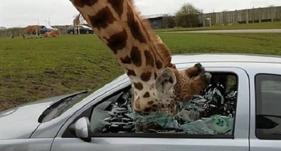 بالفيديو.. لحظة تحطم نافذة سيارة على رأس زرافة بطريقة مروعة