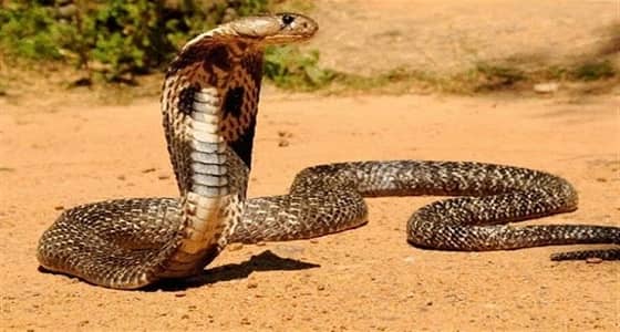 " مكافحة الإشاعات " : لا صحة لوجود أطول ثعبان في العالم بالمملكة