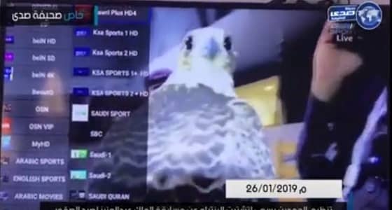 بالفيديو.. تنظيم الحمدين يفشل في تشتيت الانتباه عن مسابقة الملك عبدالعزيز لصيد الصقور
