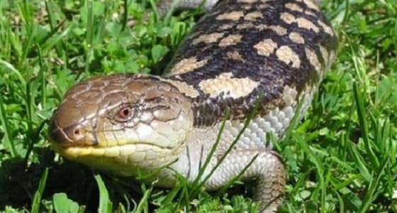 اكتشاف نوع من الزواحف يعود لـ 200 مليون عام