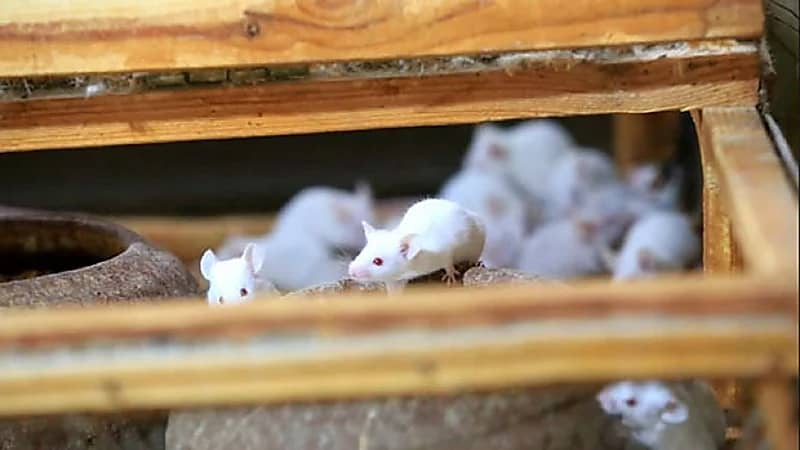 مزارع يحرق الفئران حية بعد تسببها في تلف محاصيله!