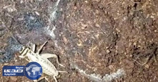 بالفيديو.. عنكبوت يتربص بحشرة ويخطفها بذراعيه