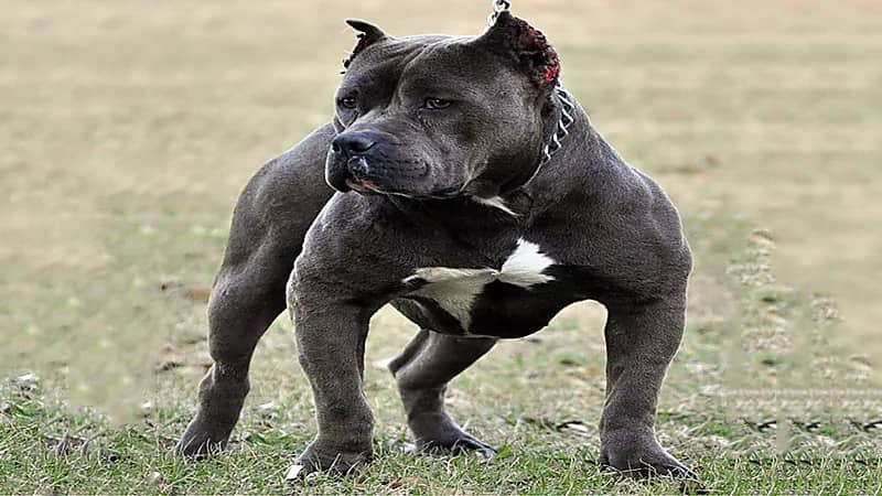 قانون جديد لحبس حائزي الحيوانات الخطرة في مصر