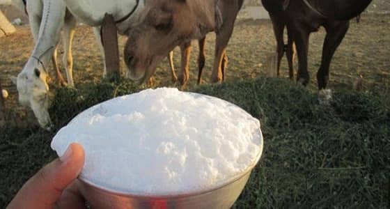 هل حليب الأبل يتسبب في رفع ضغط الدم ؟.. " خالد النمر " يُجيب