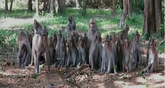 بالفيديو.. أفعى تائهة تفقد صوابها وسط مجموعة قرود