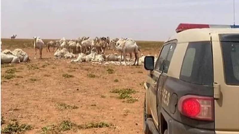 ضبط مخالف لنظام البيئة لارتكابه مخالفة رعي بمحمية الملك سلمان الملكية