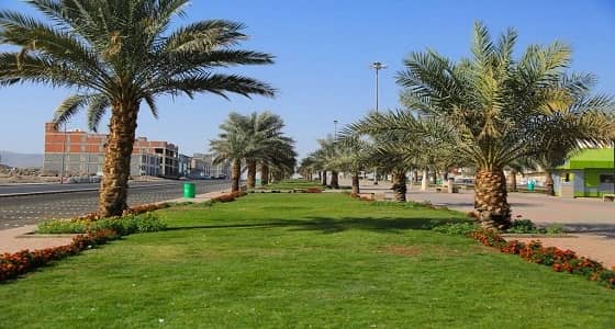 بالصور.. أمانة المدينة تنفذ أعمال الزراعة في ممشى الهجرة