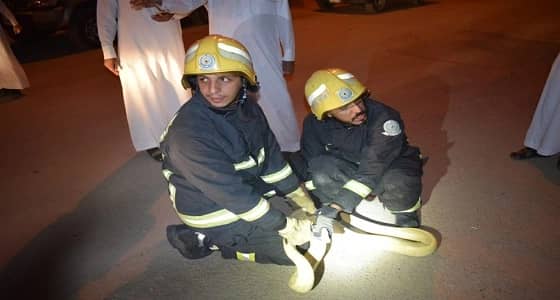 بالصور .. مدني بريدة يقضي على ثعبان ضخم بحي الضاحي