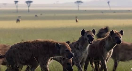 «أسد مسن و20 ضبع».. أكثر لقطة مثيرة في 2019 (فيديو)