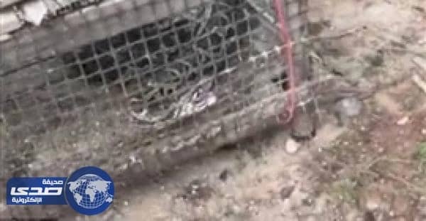 بالفيديو .. ثعبان يُخرج دجاجتين من فمه بعد فشله في إبتلاعهما