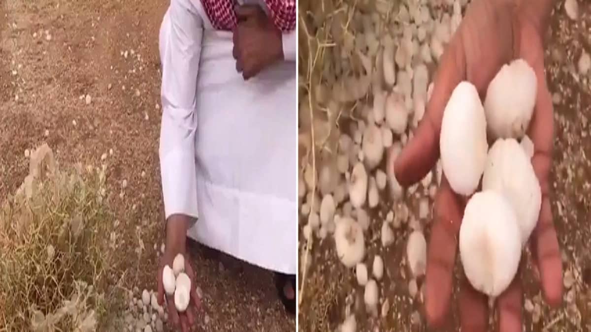 بالفيديو .. تساقط حبات برد بأحجام كبيرة في المطية غرب القصيم