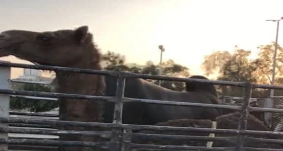 التحفظ على " الجمل الأجرب " والكشف على المواشي الواردة للمسلخ