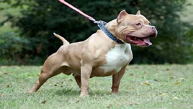 كلب يفترس رجلًا أمام ابنه