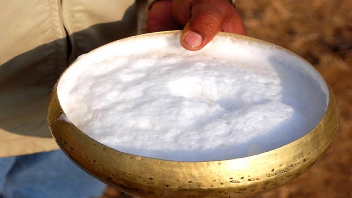 خالد النمر: الرغوة الكثيفة عن حلب الناقة لا يعني خلو الحليب من المالطية