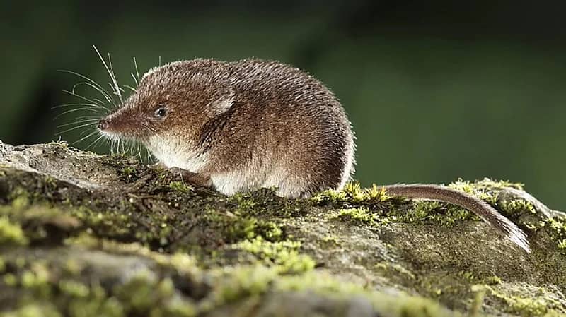 يعود لـ 2018.. ما هو فيروس "لانجيا" الذي ظهر في الصين