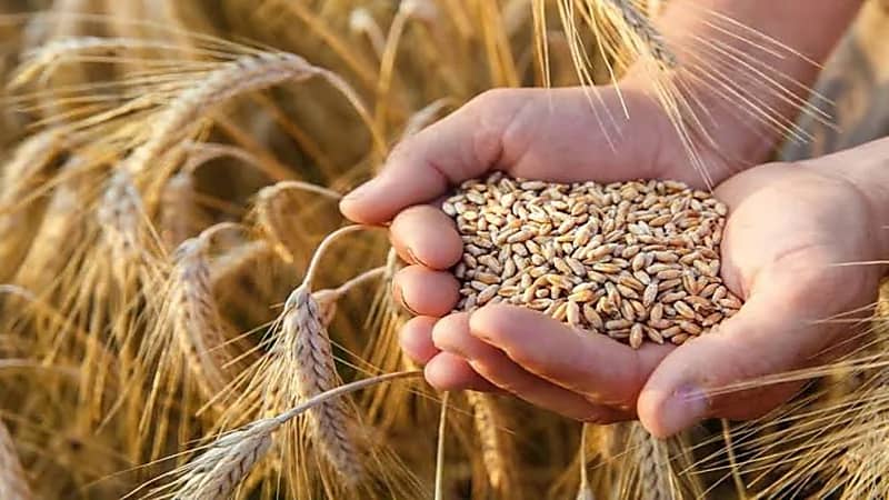 صرف 261 مليون ريال مستحقات الدفعة السادسة لمزارعي القمح المحلي