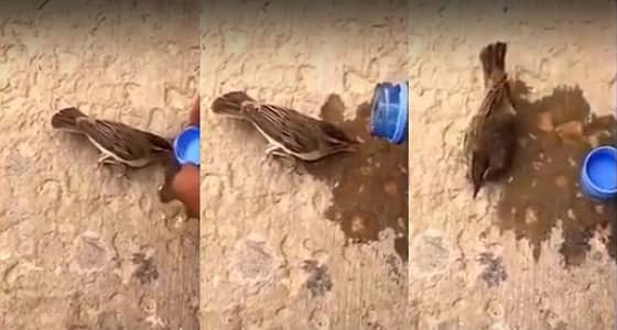 بالفيديو.. نهاية محزنة لعصفور يسقيه أحد الأشخاص