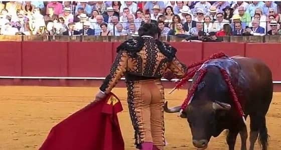 بالصور.. مصارع يمسح دموع " ثوره " ثم يقتله امام الجمهور